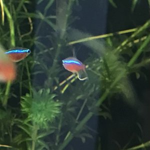 cardinal tetra white poo.jpeg