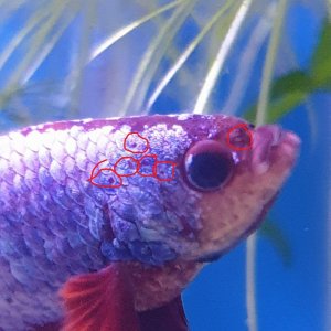 betta with hole in the head.jpg