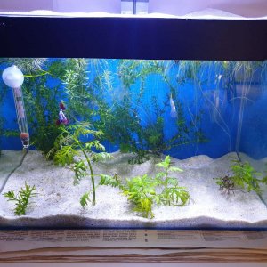 my 10gallon betta tank.JPEG