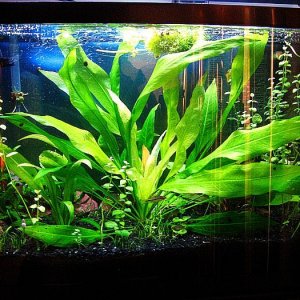 amazon_sword_plant1.jpg