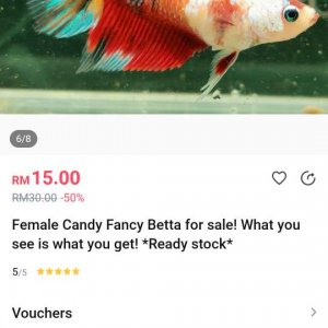 female candy betta.JPEG