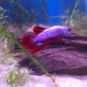 my new betta.JPEG