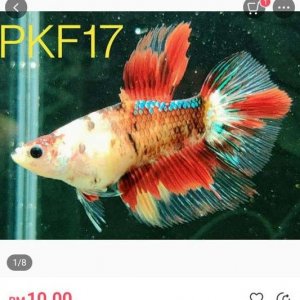 PKF17 female betta.JPEG