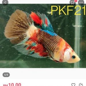 PKF21 female betta.JPEG