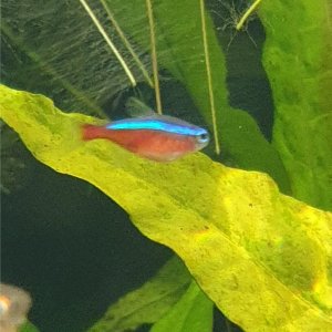 female cardinal tetra with eggs.jpeg