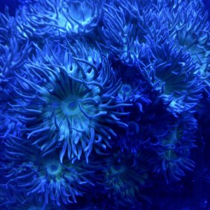duncan_coral_night1t.jpg