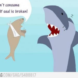 Shark-and-Broken-Seal.jpeg
