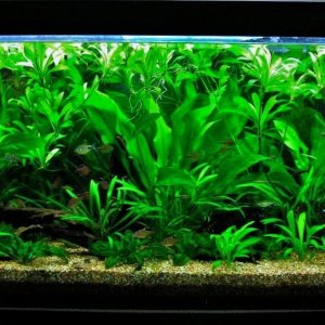 115g Aug 19-10.JPG
