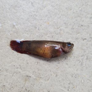 dead betta.jpg