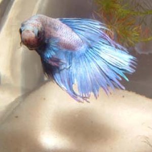 fish_tank_035.jpg