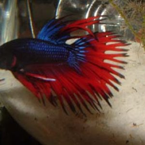 fish_tank_006.jpg