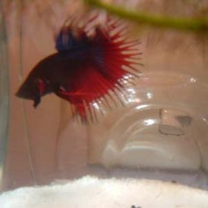 fish_tank_038.jpg