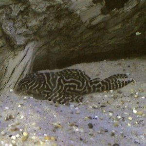 animal_pics_003.jpg