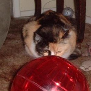ratcat.JPG