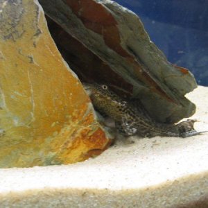 Sailfin_Pleco.jpg