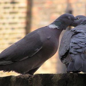 pigeonkiss.jpg