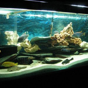 fish1.JPG