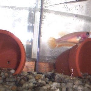orangefemale.jpg