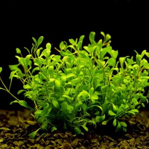 Glossostigma_elatinoides.jpg