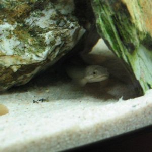 Polly3.jpg