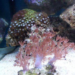 xenampulsegreenbuttonmushroom.JPG