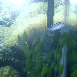 061404___Blue_Cichlid.jpg