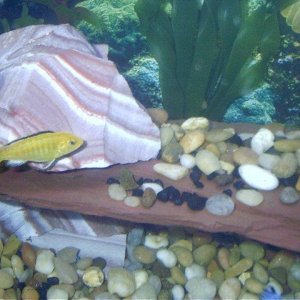 061404___Yellow_Cichlid___1.jpg