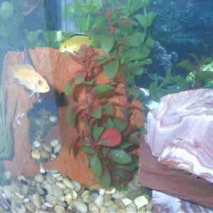 061404___Orange_and_Yellow_Cichlids.jpg