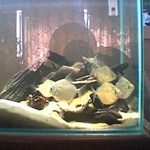 silver_dolloars_019.jpg