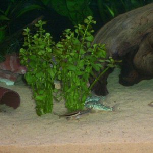 tank2.jpg