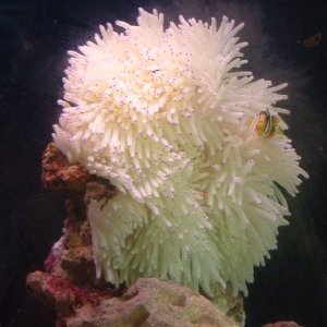 anemone_1.jpg