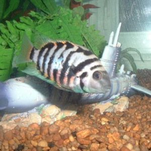 fishy3_001.jpg