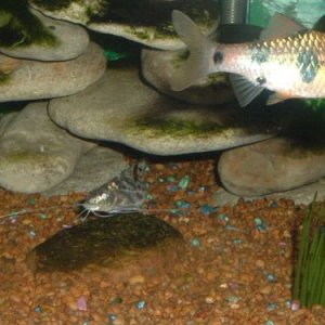 fishy3_049.jpg