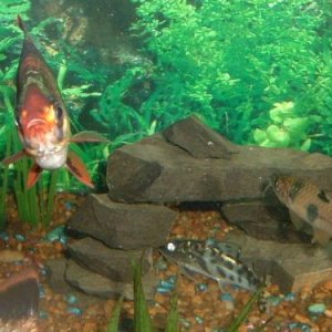 fishy3_009.jpg