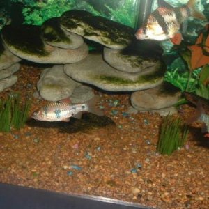 fishy3_050.jpg