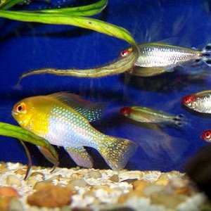 tetras_2.jpg