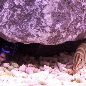 demasoni_and_loach.jpg