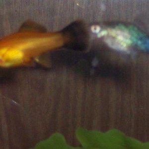 fishes.jpg