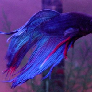 blue_betta_1_copy.jpg