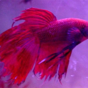 red_betta_2_copy.jpg