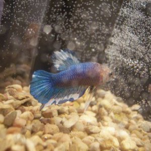 blue3.JPG
