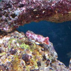 blenny.JPG