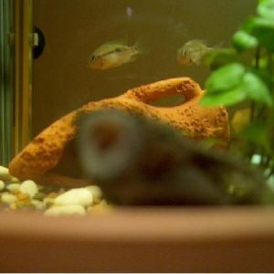 pleco.jpg
