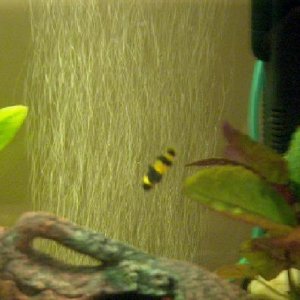 bumblebee.jpg