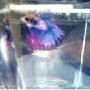 betta1.jpg