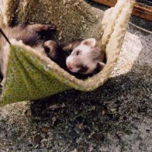 fleahammock.jpg
