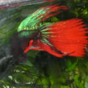 Andwer__s_new_bettas_021__2_.jpg
