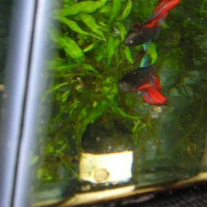 Andwer__s_new_bettas_015.jpg
