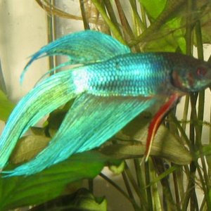 my_betta_half_flare.JPG