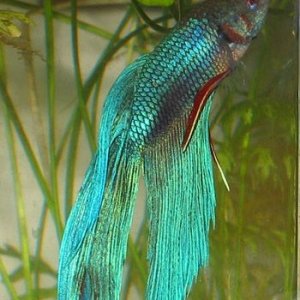 My_betta_clear.JPG